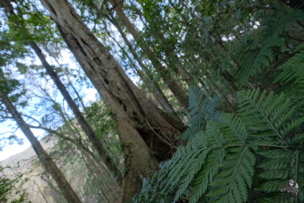 MainRangeNationalPark