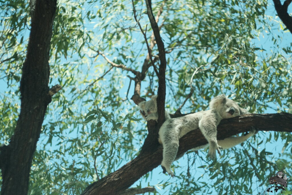 オーストラリア野生コアラ