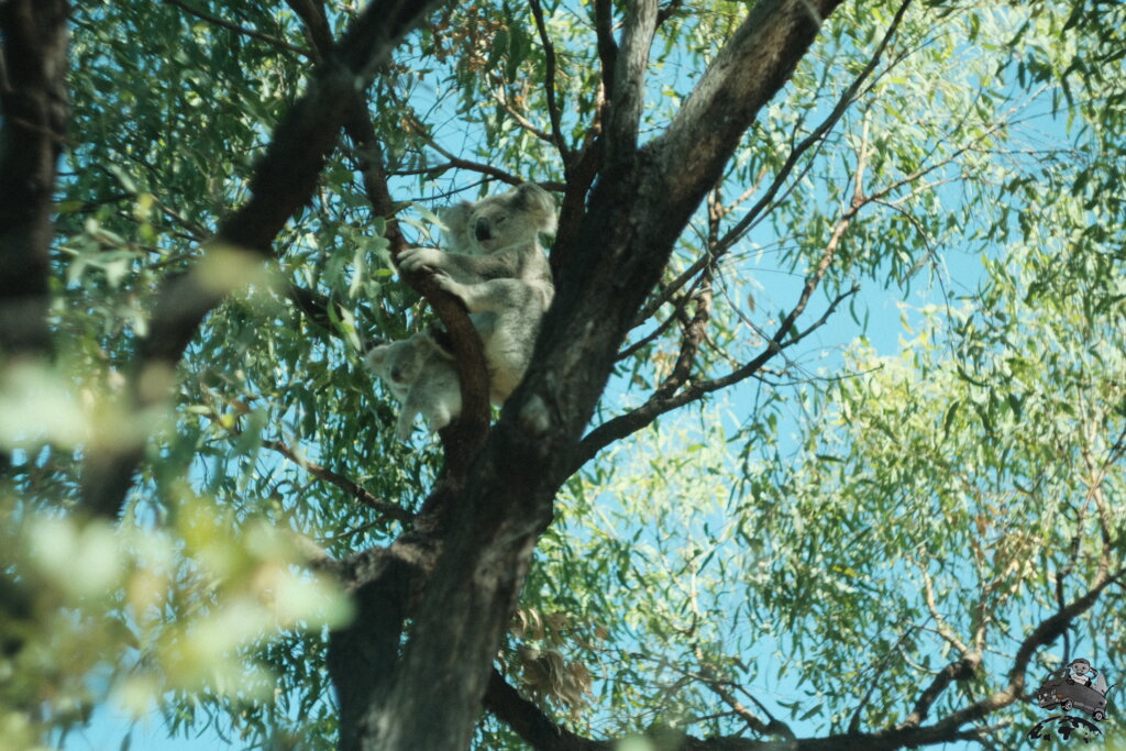 オーストラリア野生コアラ