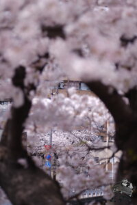 海外の友達と京都