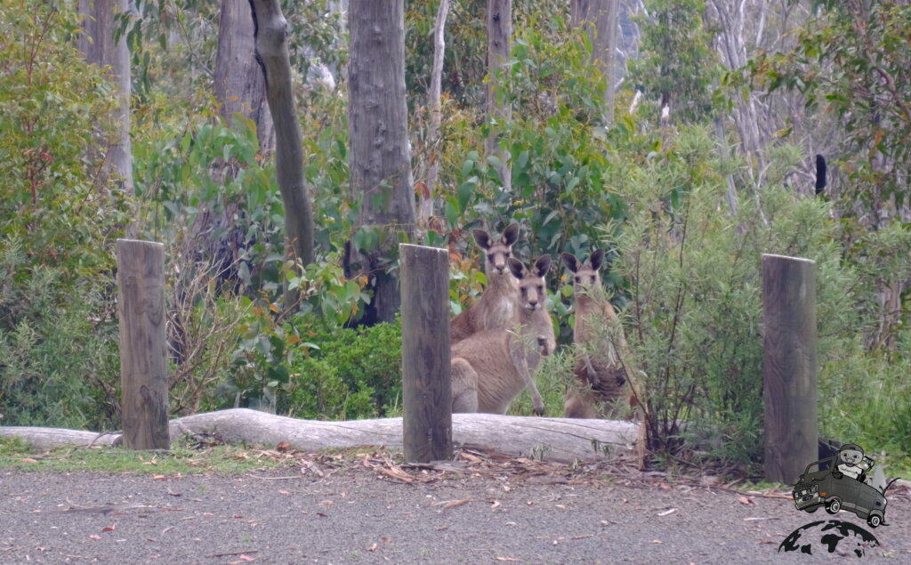 Mount Kaputar国立公園