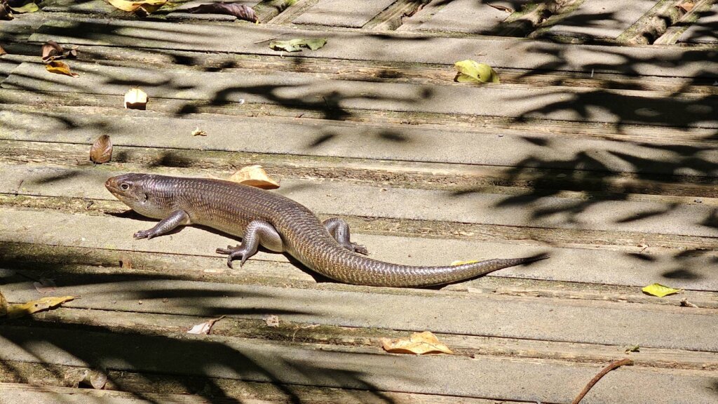 オーストラリアの野生動物