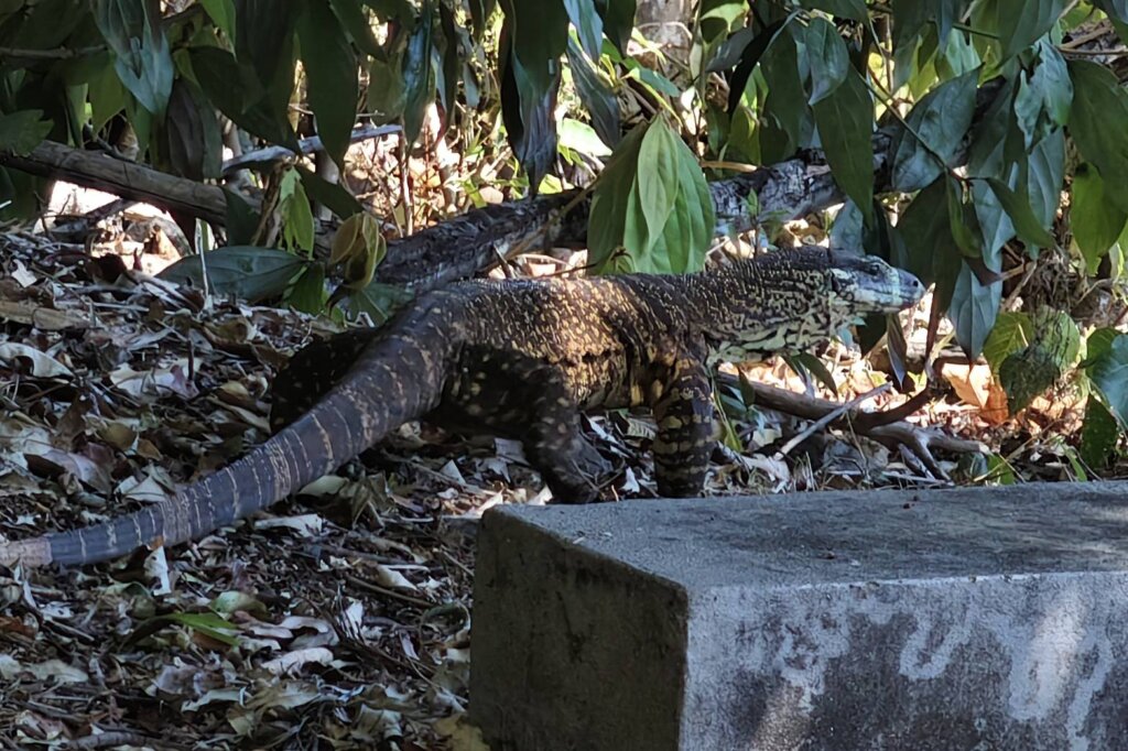 オーストラリアの野生動物