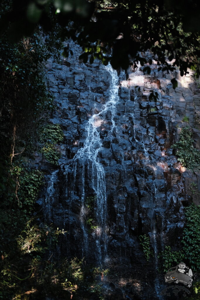 Dorrigo国立公園