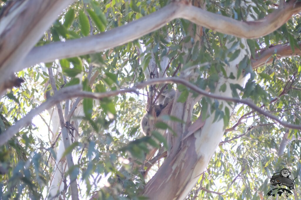 バイロンベイ野生のコアラ

