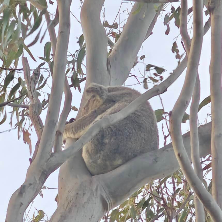 ブリスベン野生のコアラ
